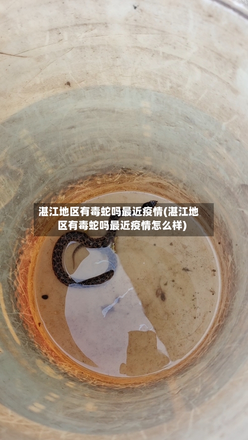 湛江地区有毒蛇吗最近疫情(湛江地区有毒蛇吗最近疫情怎么样)